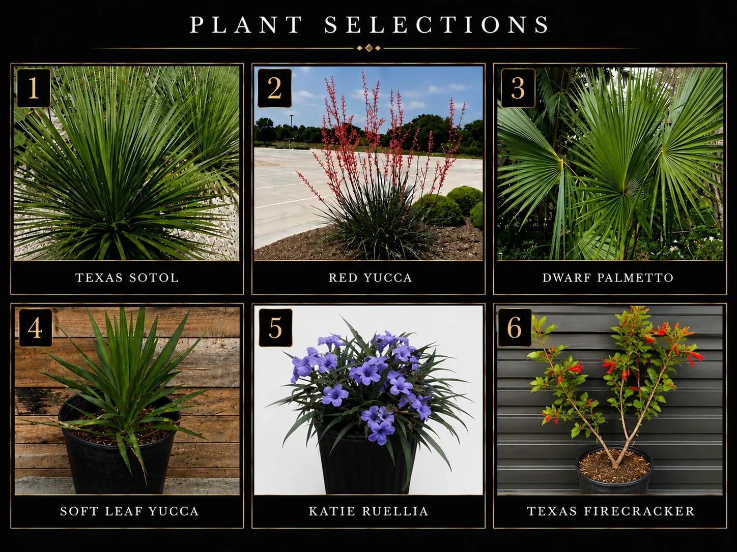 Six landscape plants: Texas sotol, red yucca, dwarf palmetto, soft leaf yucca, Katie ruellia, and Texas firecracker specimens
